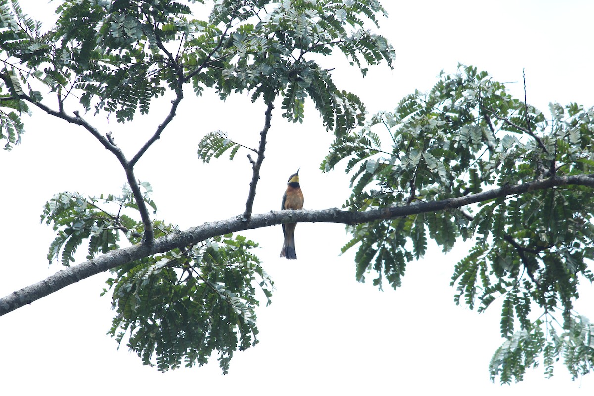 Cinnamon-chested Bee-eater - Joseph Lionceau