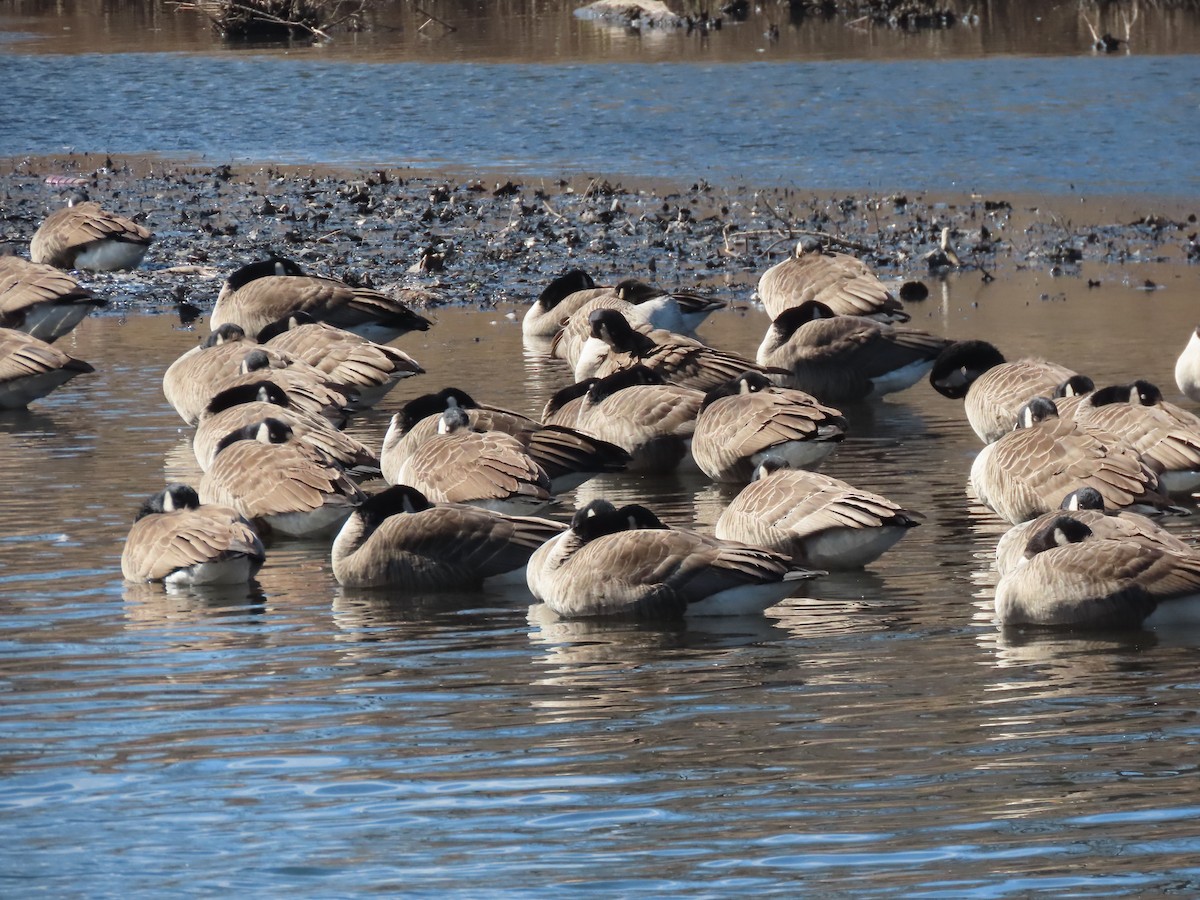 Канад галуу - ML212254471