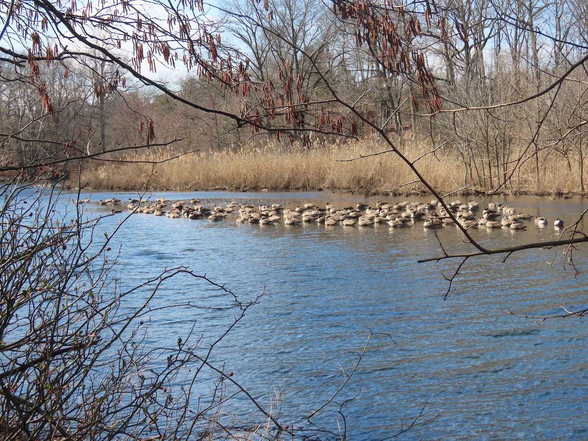 Канад галуу - ML212254491