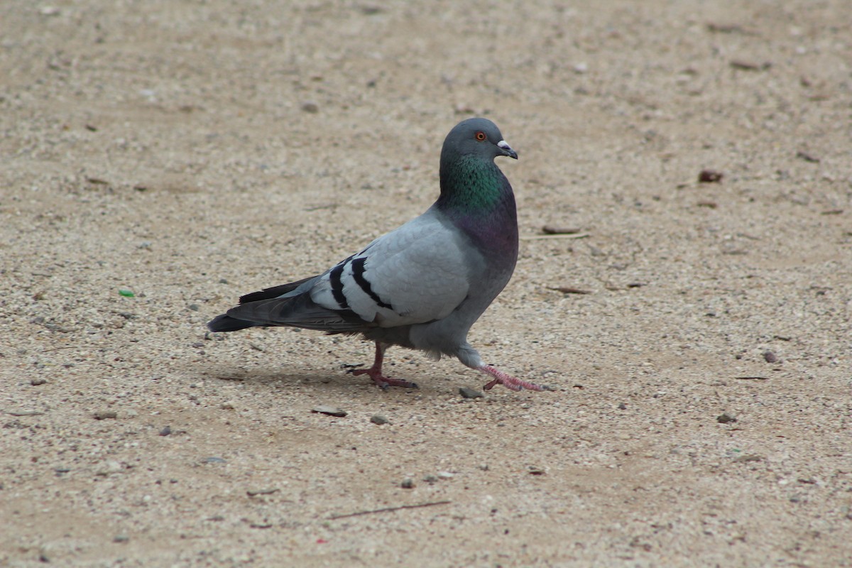 Rock Pigeon (Feral Pigeon) - Eliseo Moreno