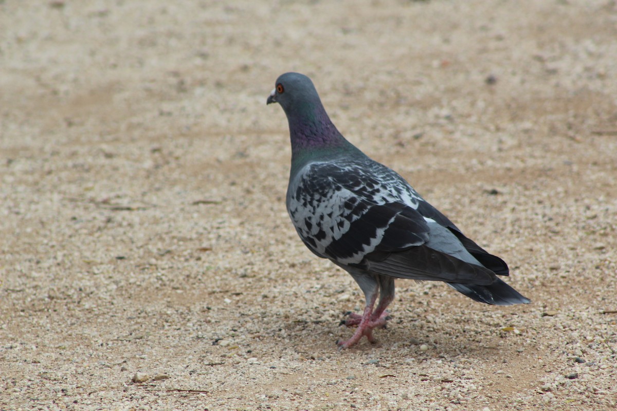 Rock Pigeon (Feral Pigeon) - Eliseo Moreno