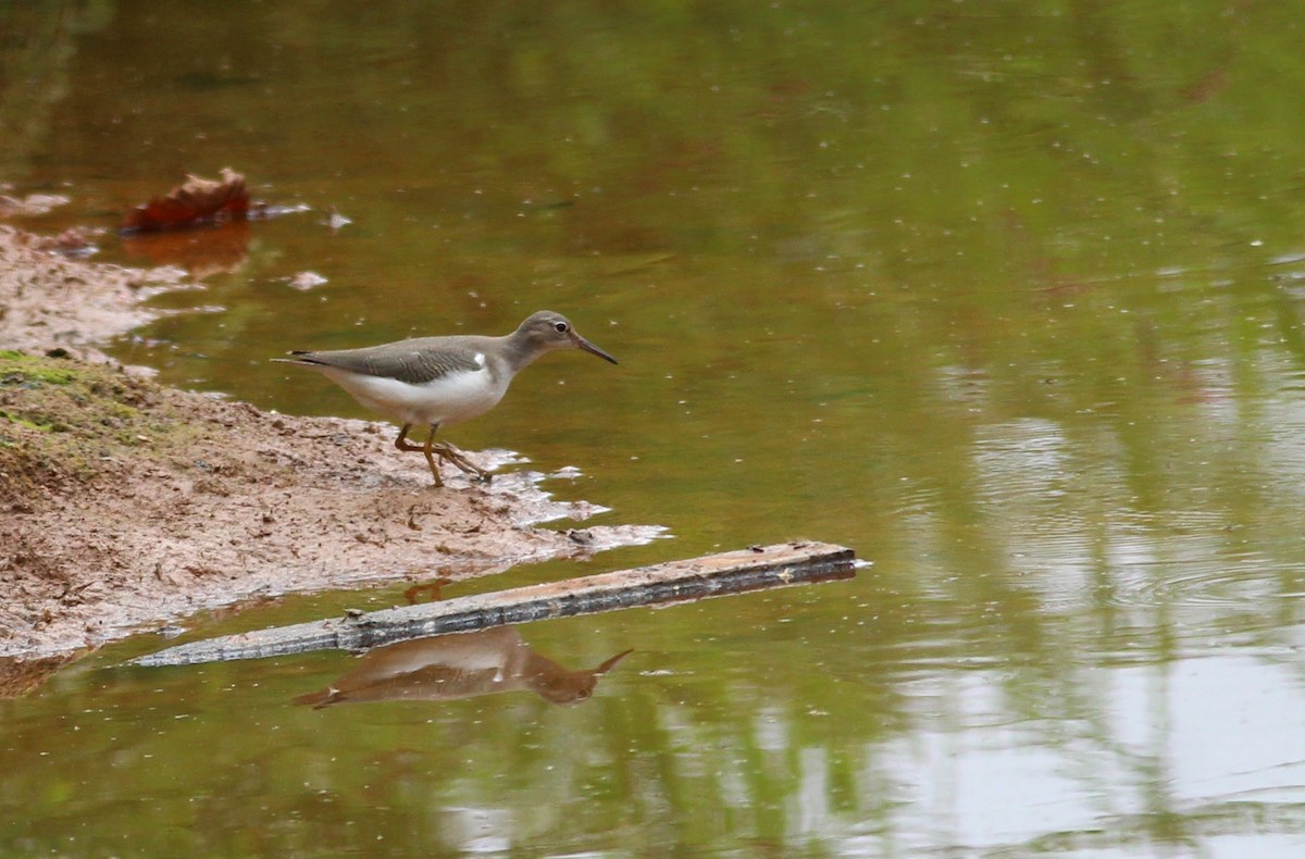 Spotted Sandpiper - ML212258061