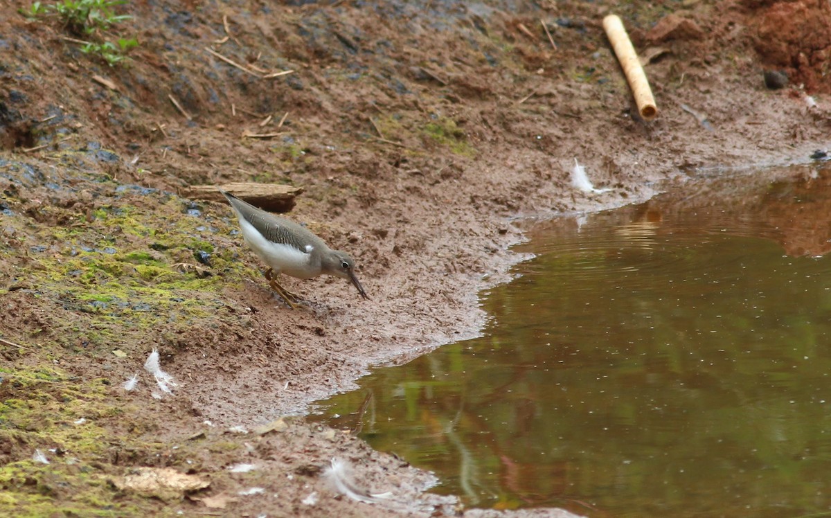 Spotted Sandpiper - ML212258071