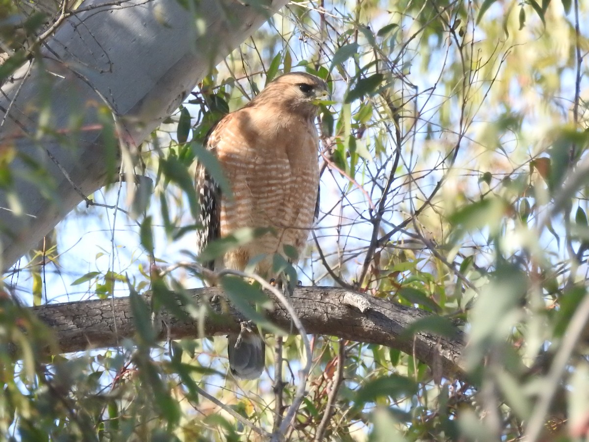 Red-shouldered Hawk - ML212258381