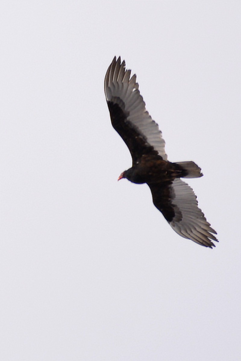 Turkey Vulture - ML212259301
