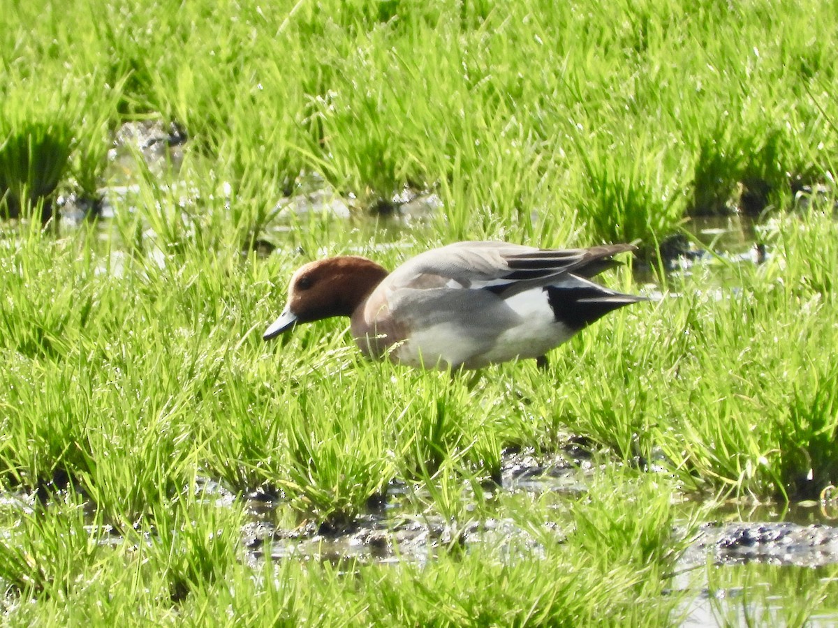 Eurasian Wigeon - ML212259841