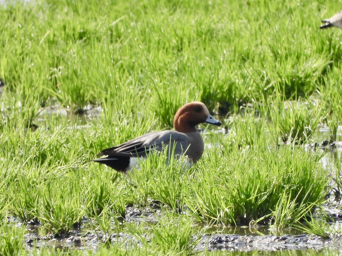 Eurasian Wigeon - ML212259851