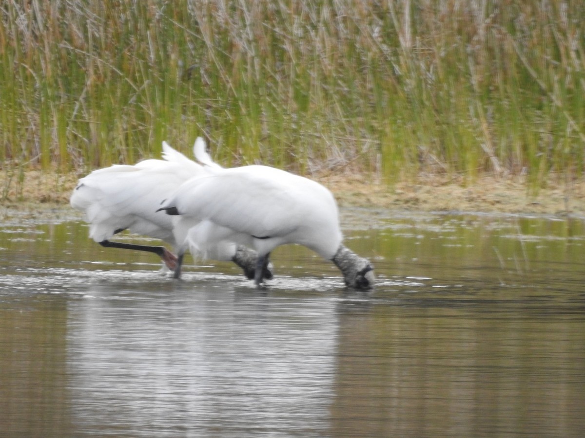 Wood Stork - ML212262111