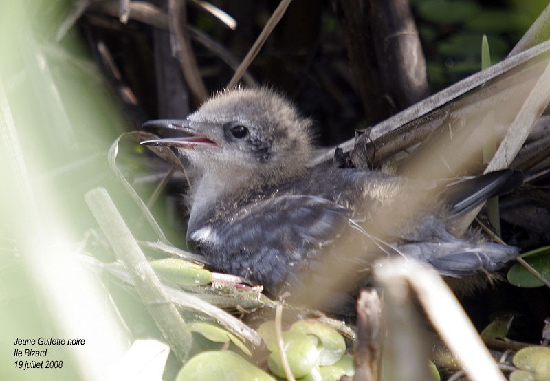 Black Tern - ML212266451