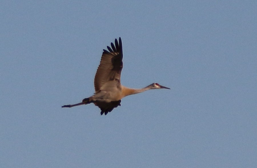 עגור קנדי - ML212267031