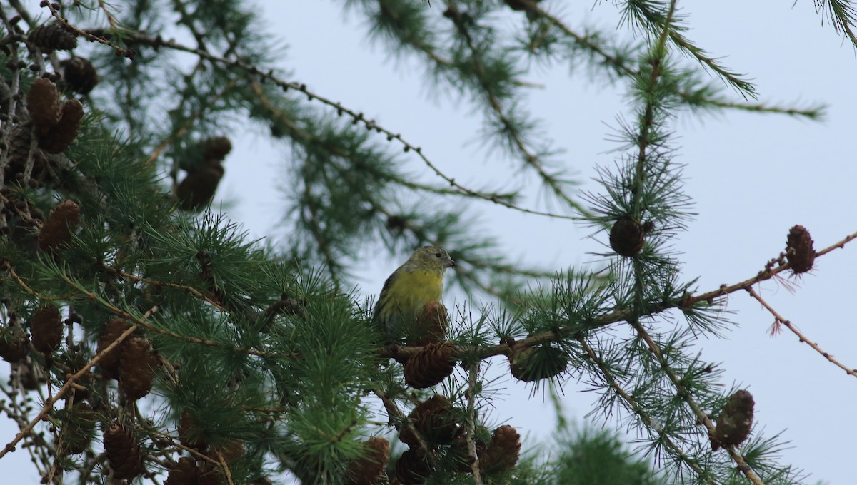 Eurasian Siskin - ML212267041