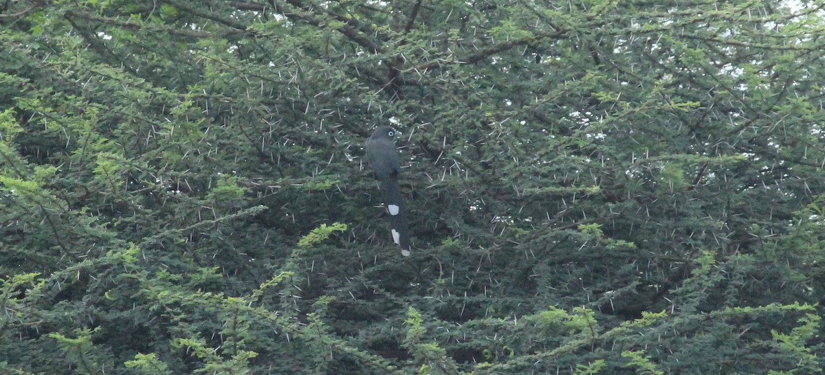 Blue-faced Malkoha - Shanmugam Kalidass