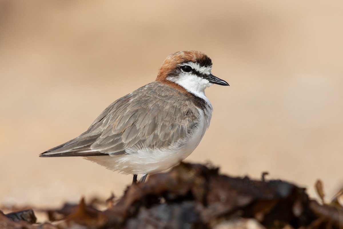 Red-capped Plover - Kim Touzel