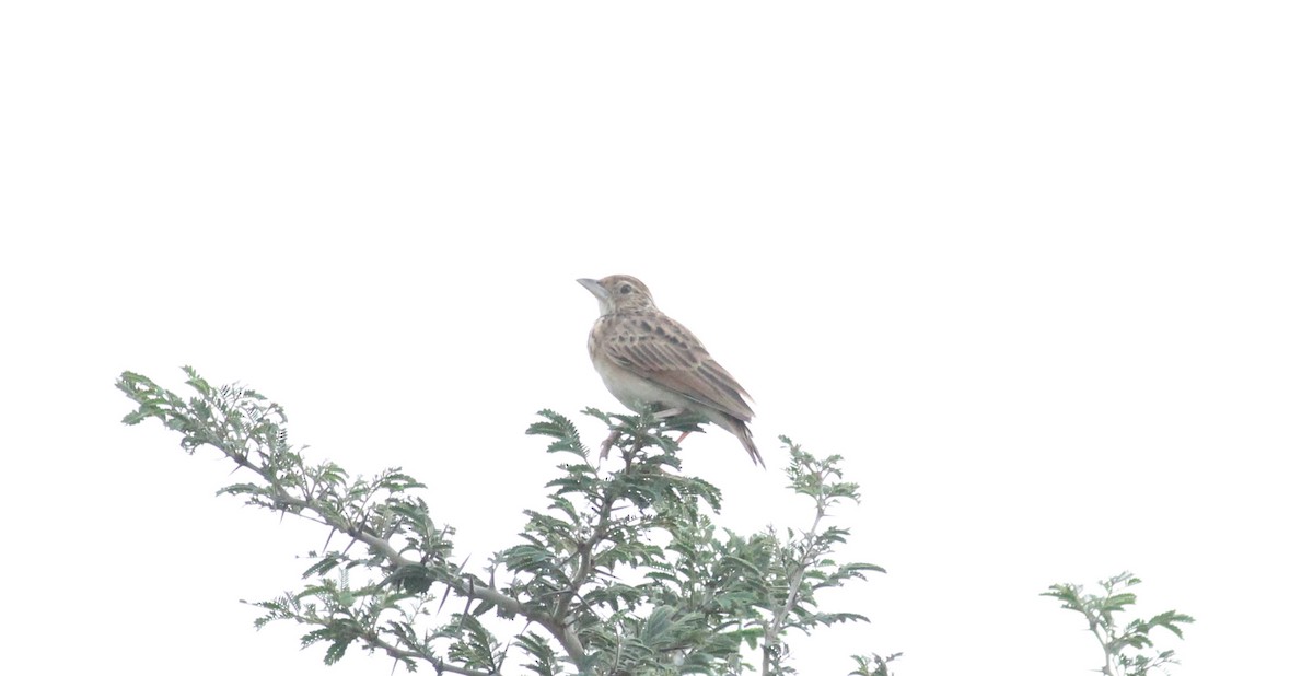 Jerdon's Bushlark - Shanmugam Kalidass