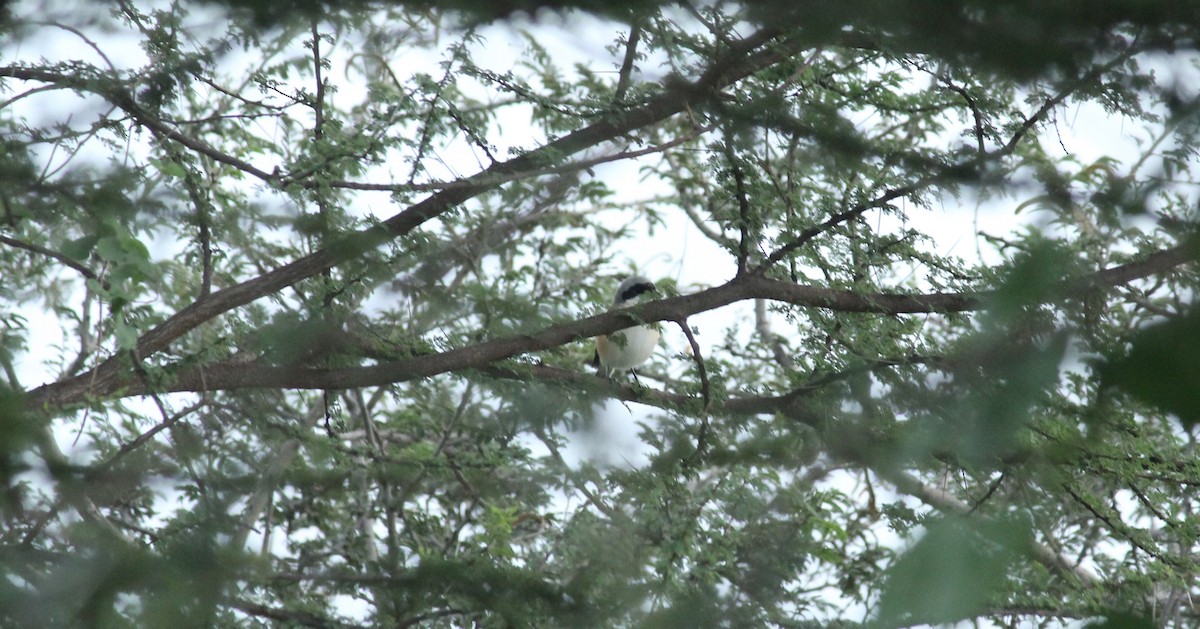 Bay-backed Shrike - Shanmugam Kalidass