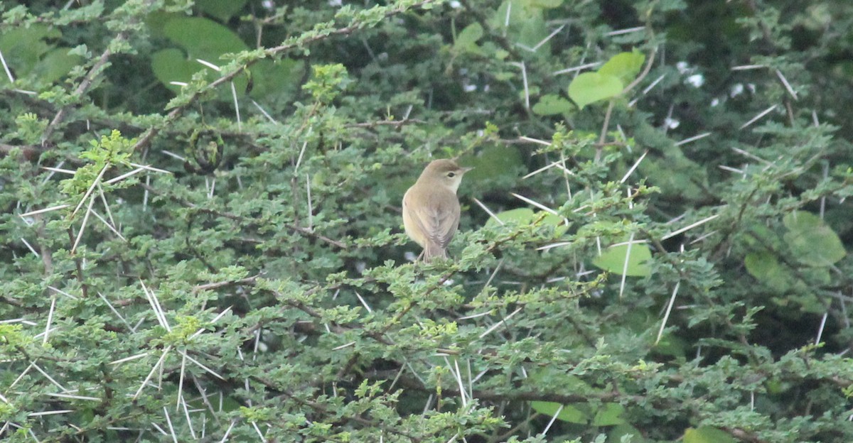 Booted Warbler - Shanmugam Kalidass