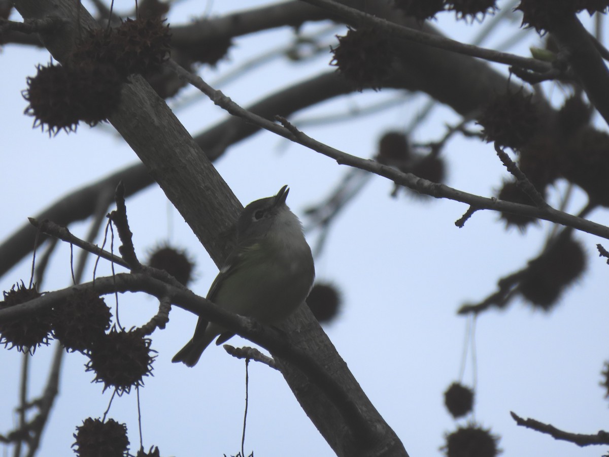 Cassin's Vireo - ML212268621