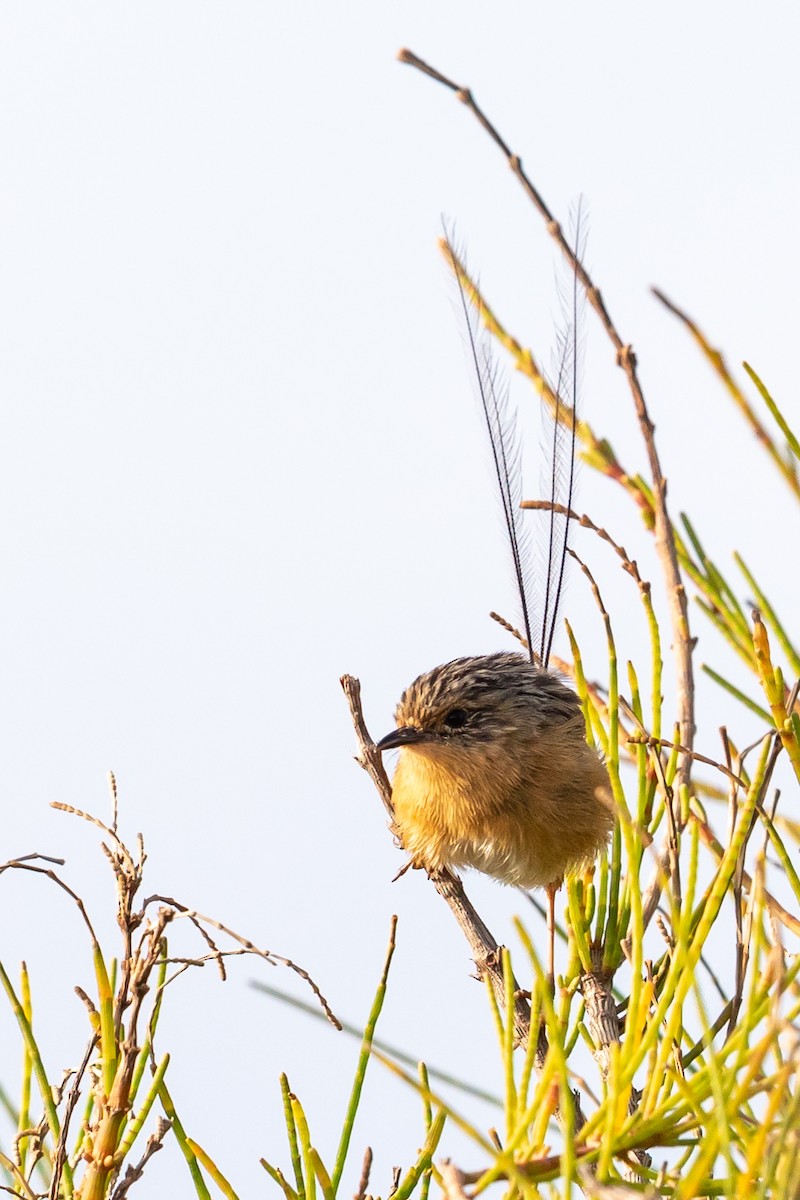 Southern Emuwren - Kim Touzel