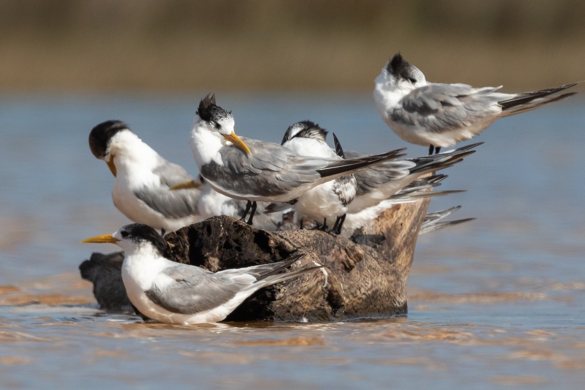 Great Crested Tern - Kim Touzel