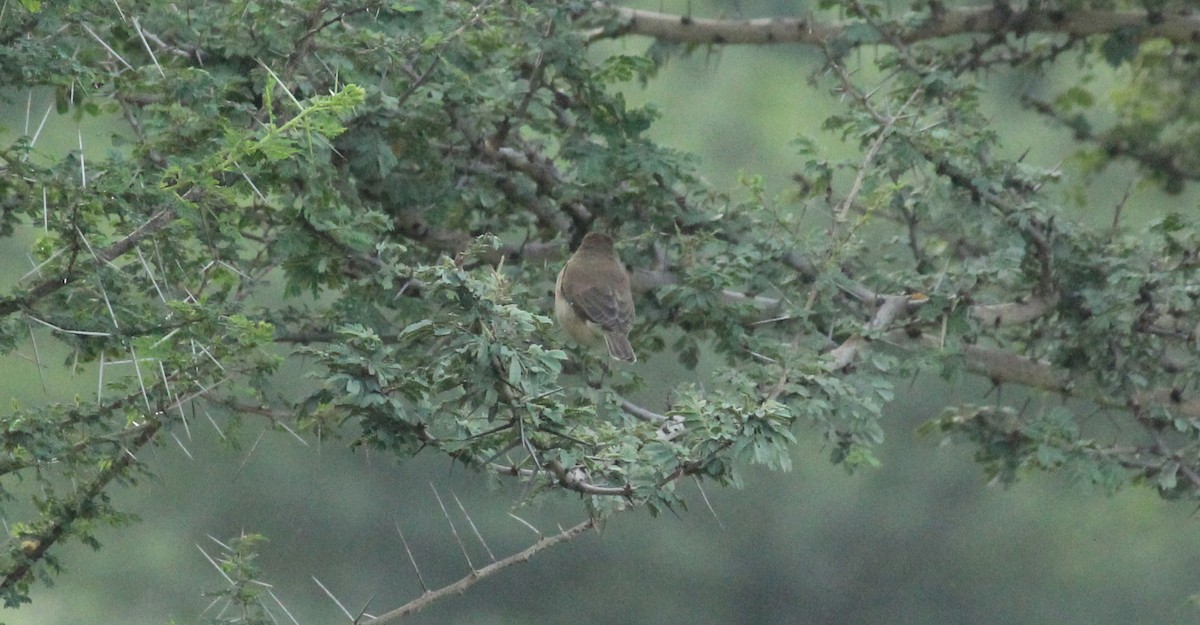 Sykes's Warbler - ML21226881