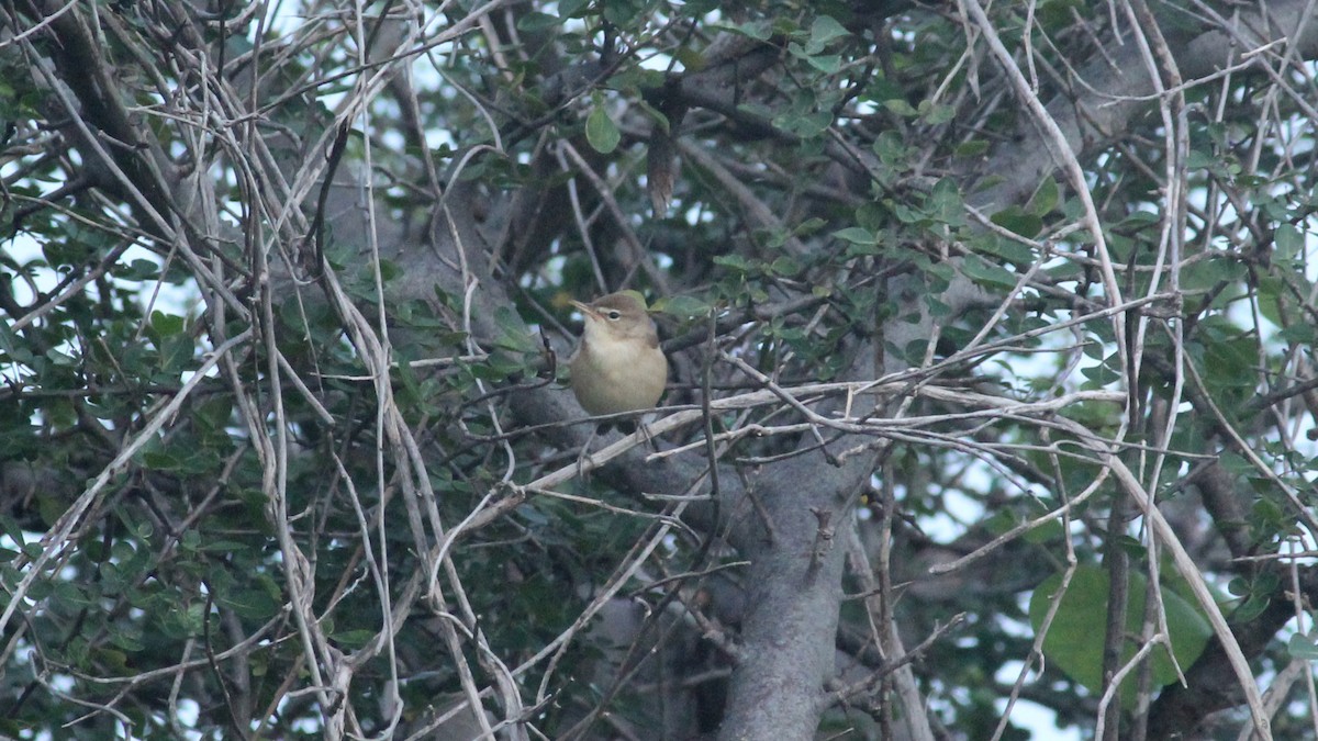 Sykes's Warbler - Shanmugam Kalidass