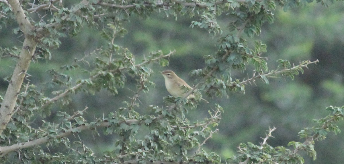 Blyth's Reed Warbler - Shanmugam Kalidass