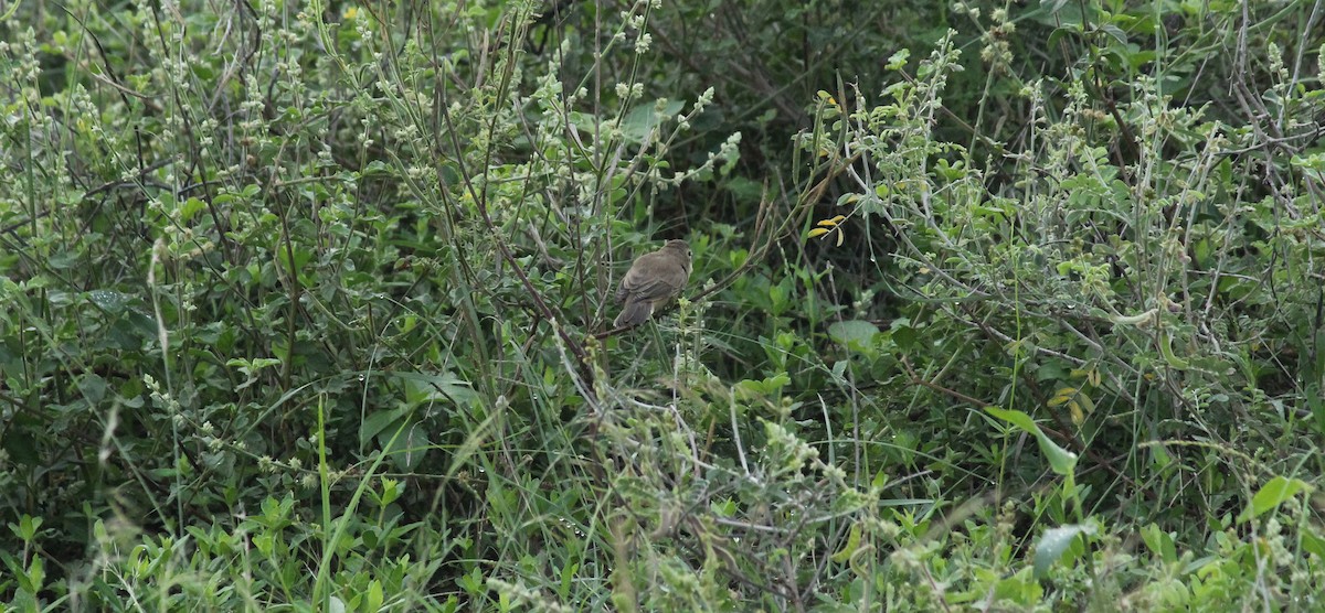 Sykes's Warbler - Shanmugam Kalidass