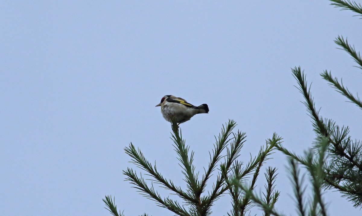 European Goldfinch - ML212269471