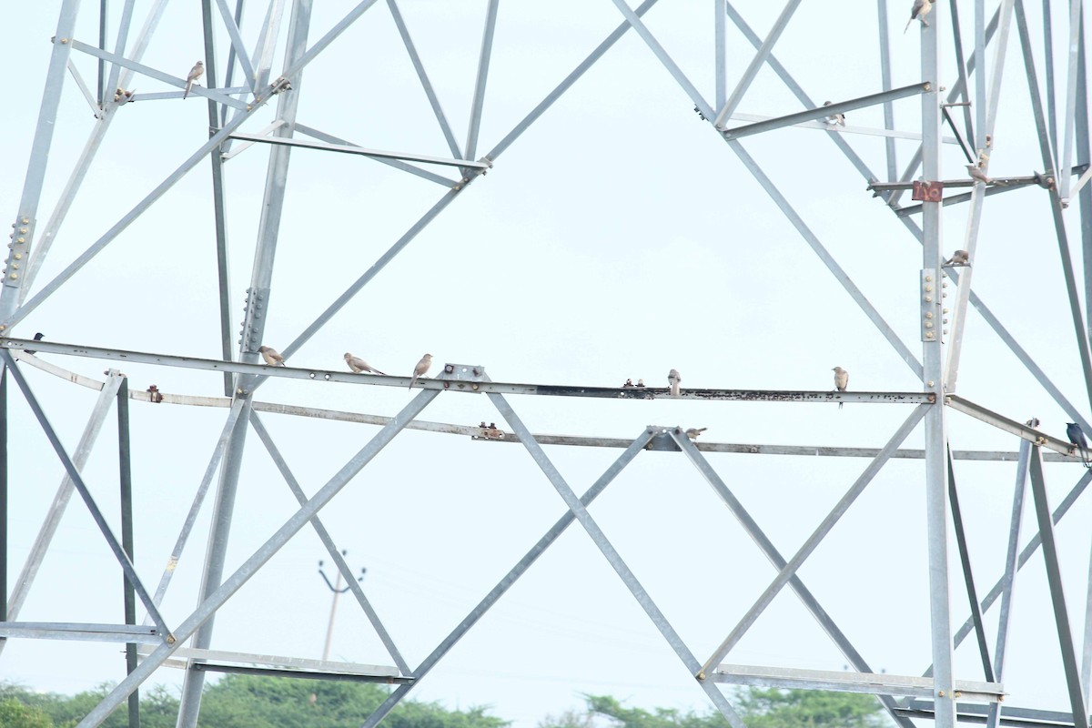 Large Gray Babbler - Shanmugam Kalidass