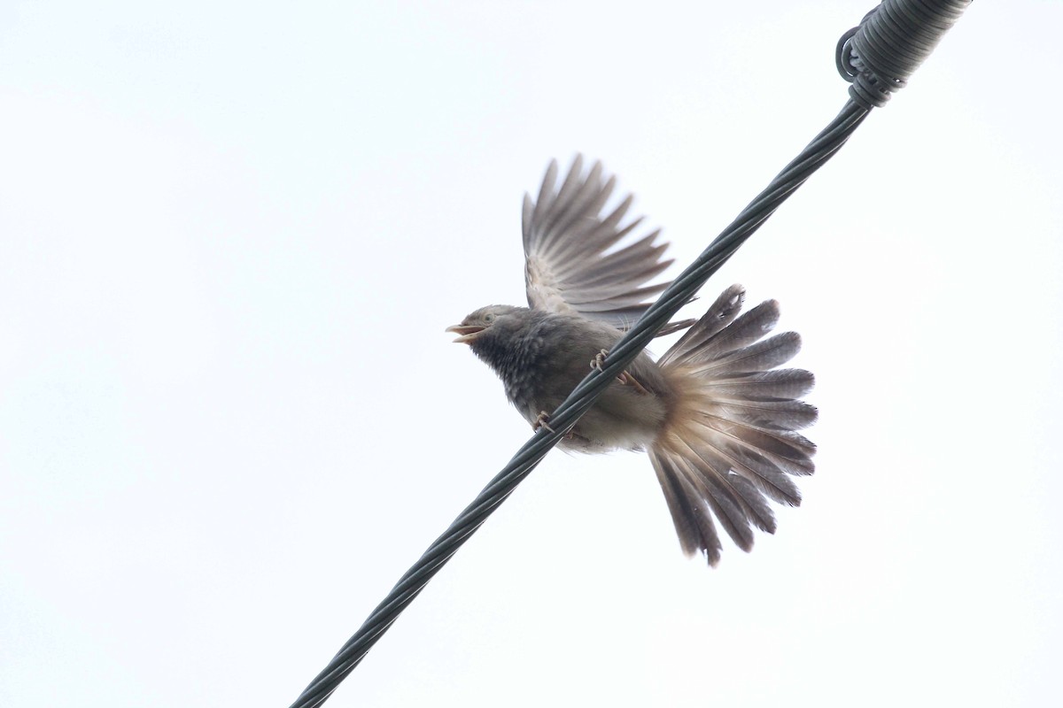 Yellow-billed Babbler - ML21226961