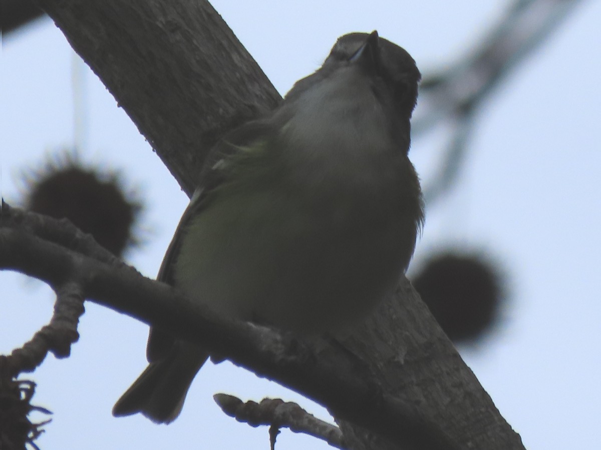 Cassin's Vireo - ML212269821