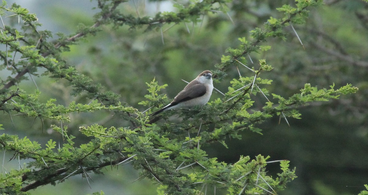 Indian Silverbill - ML21227021