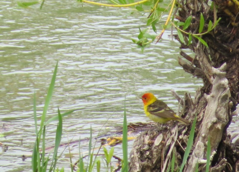 Western Tanager - ML212270551