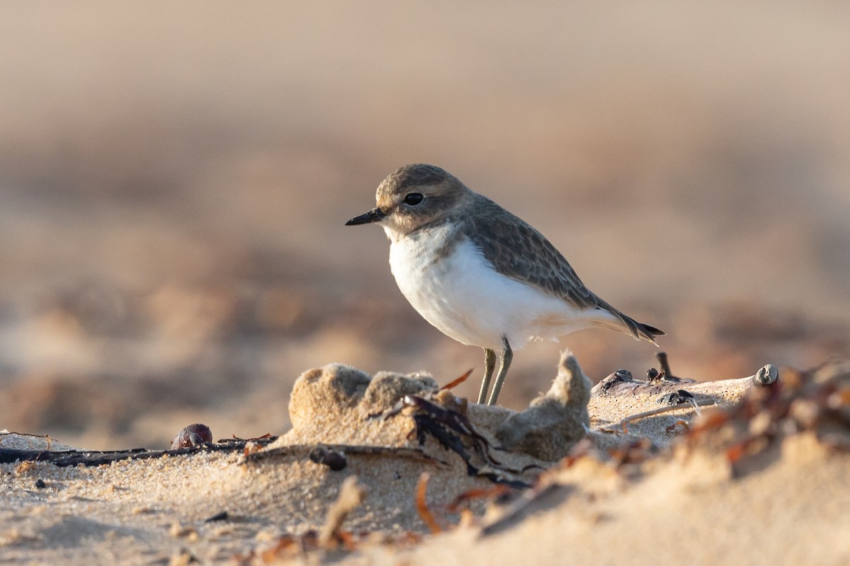 Double-banded Plover - Kim Touzel