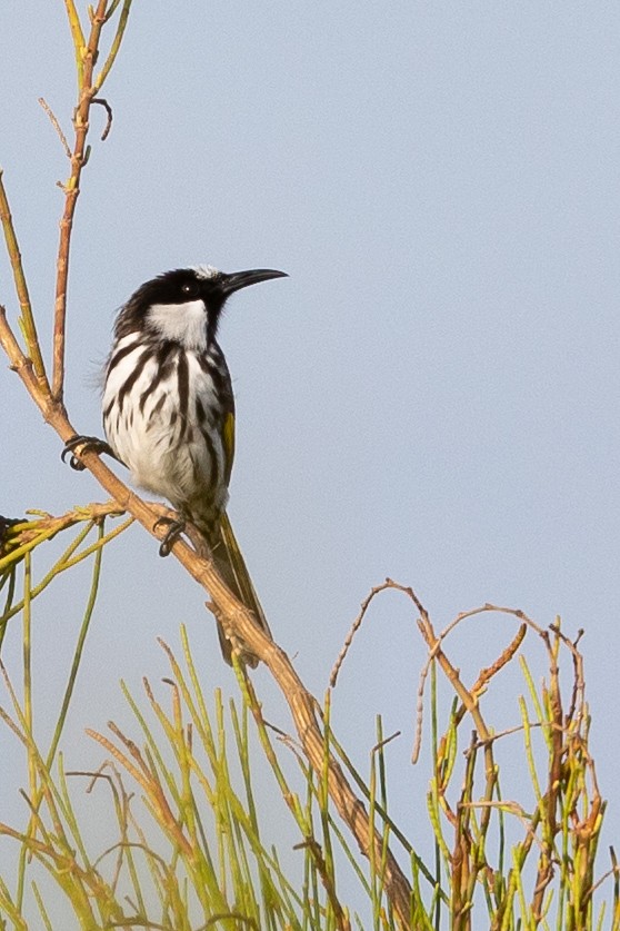 White-cheeked Honeyeater - ML212271011