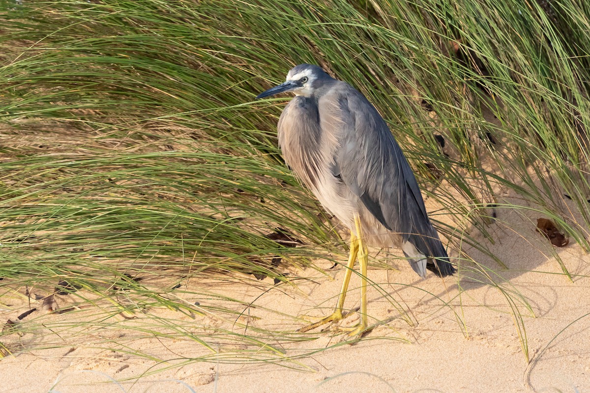 White-faced Heron - Kim Touzel