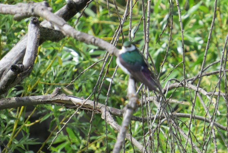 Violet-green Swallow - ML212271251