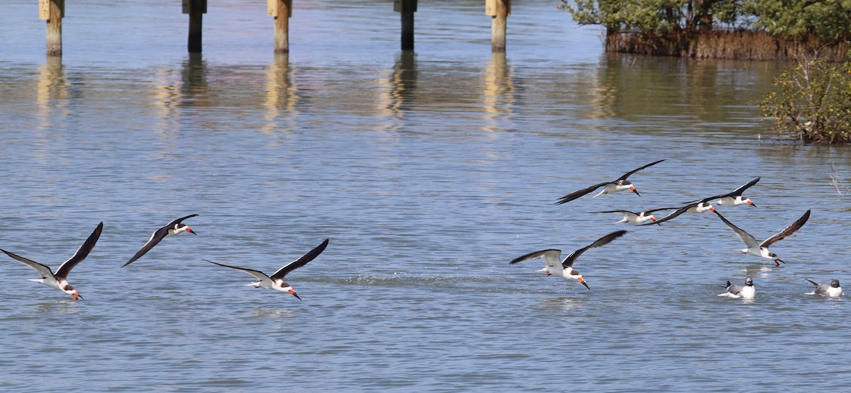 Black Skimmer - ML212271561