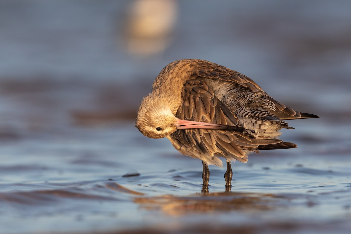 Bar-tailed Godwit - Kim Touzel