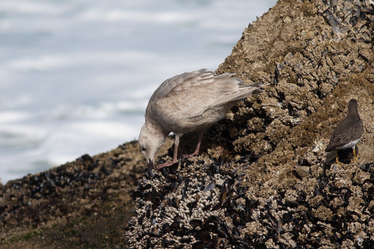 Glaucous-winged Gull - ML212271781