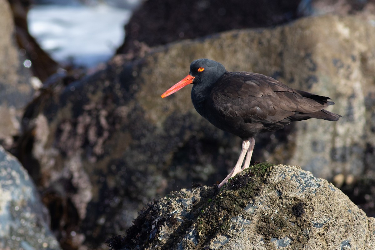 Black Oystercatcher - ML212271831