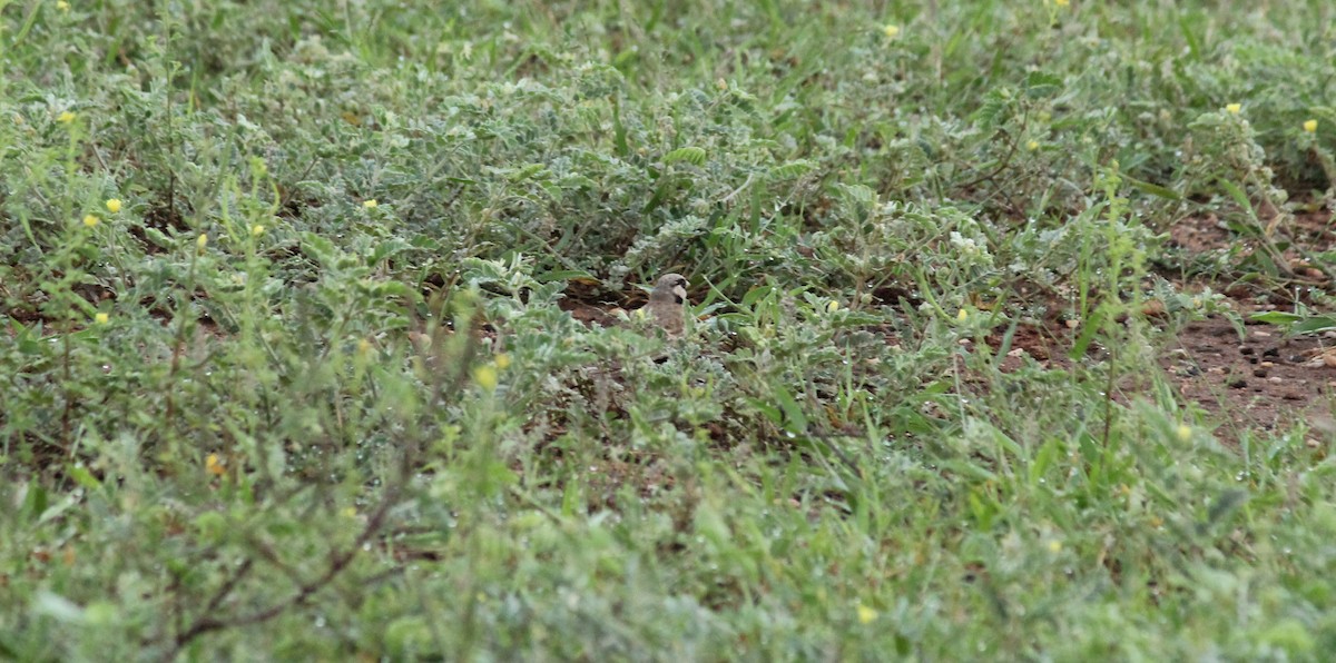 Ashy-crowned Sparrow-Lark - Shanmugam Kalidass