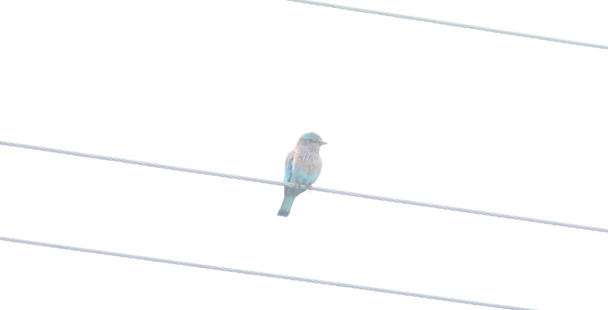 Indian Roller - ML21227201