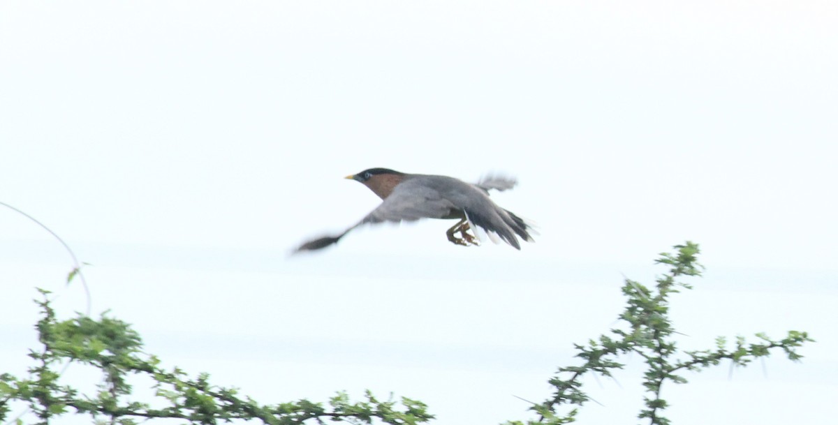 Brahminy Starling - ML21227281