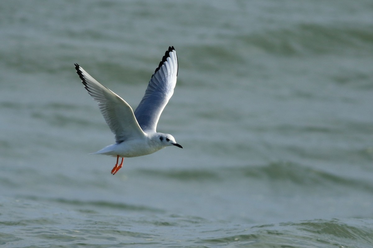 Bonaparte's Gull - ML212273481