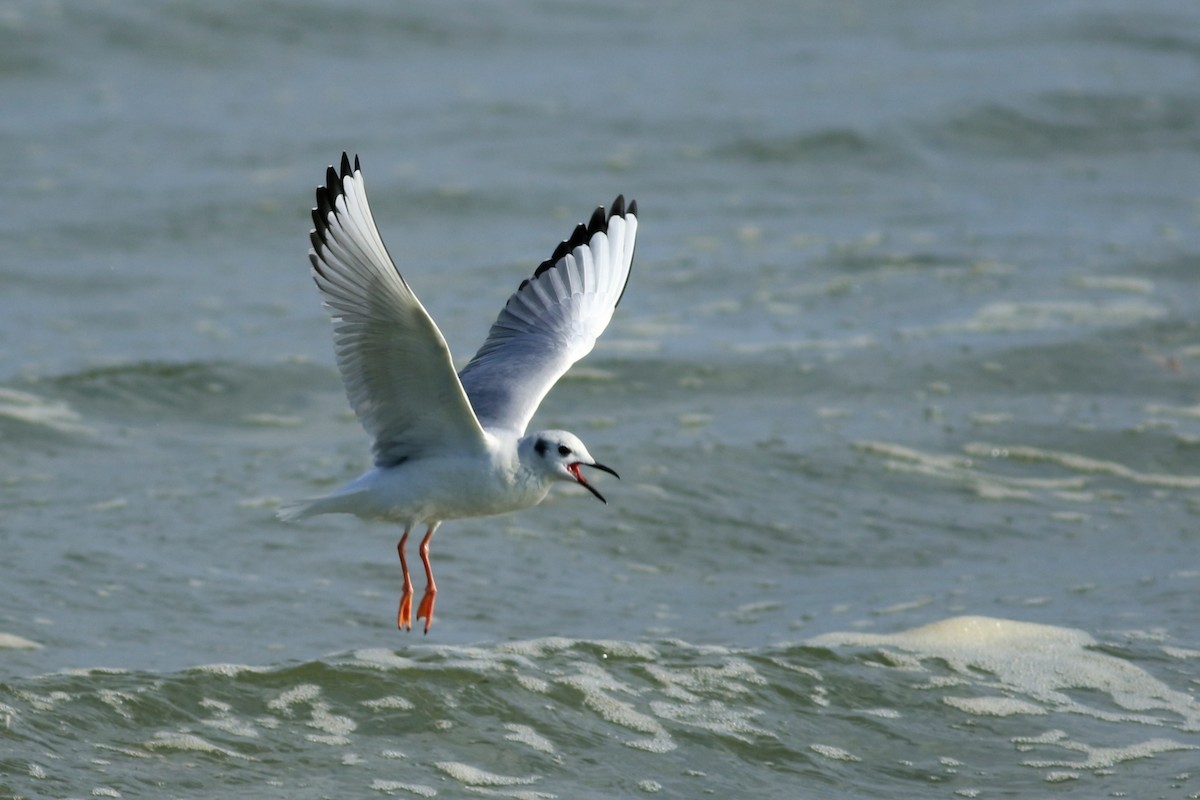 Bonaparte's Gull - ML212273491