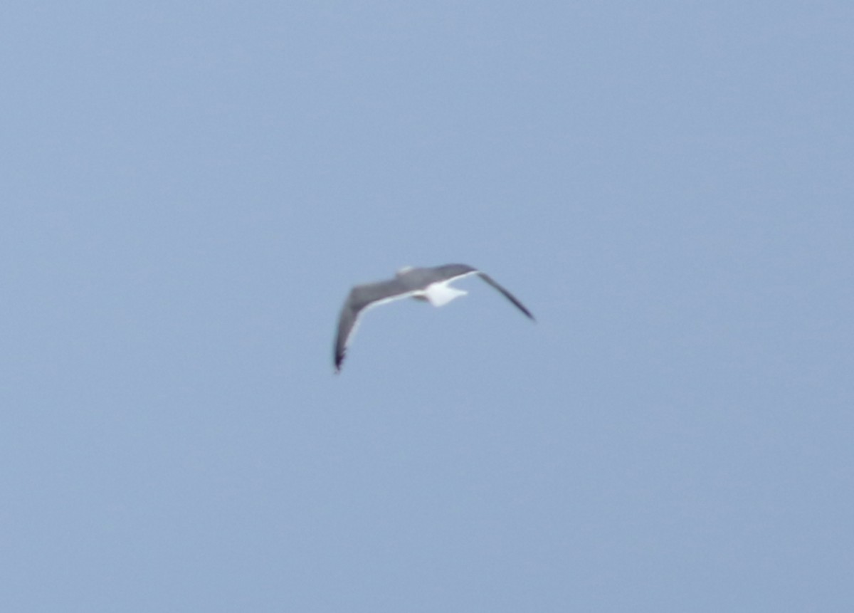 gull sp. - ML212274221