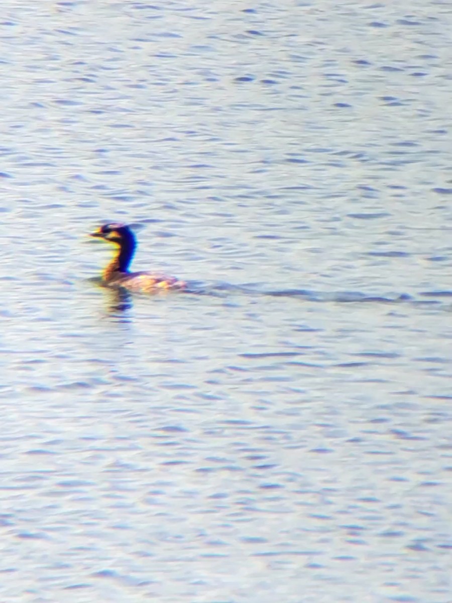 Pied-billed Grebe - ML212274441