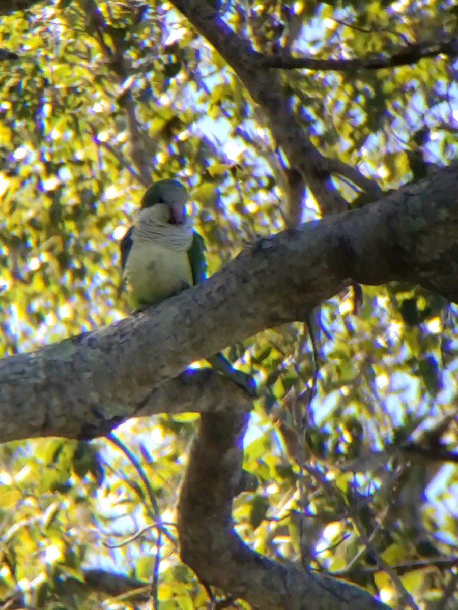 Monk Parakeet - Jane Spinney