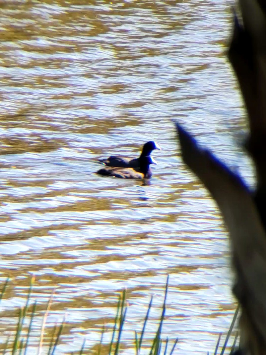 American Coot - Jane Spinney